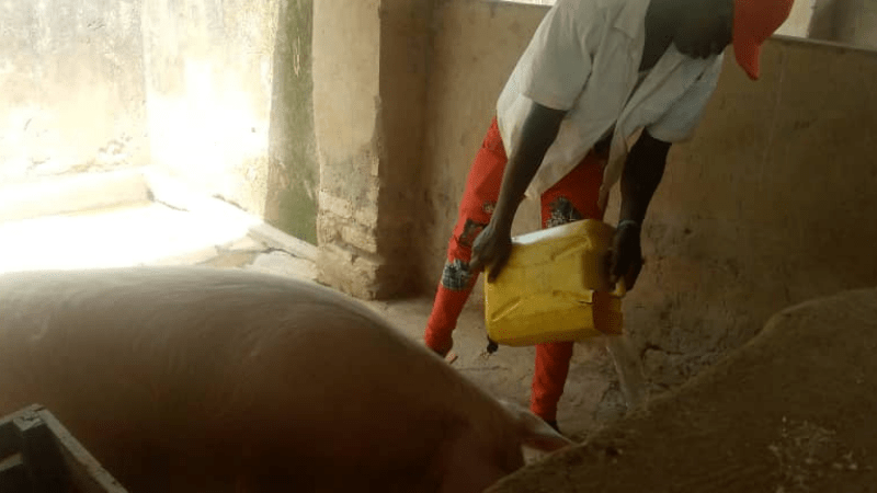 Derrick feeding the pigs, 2021