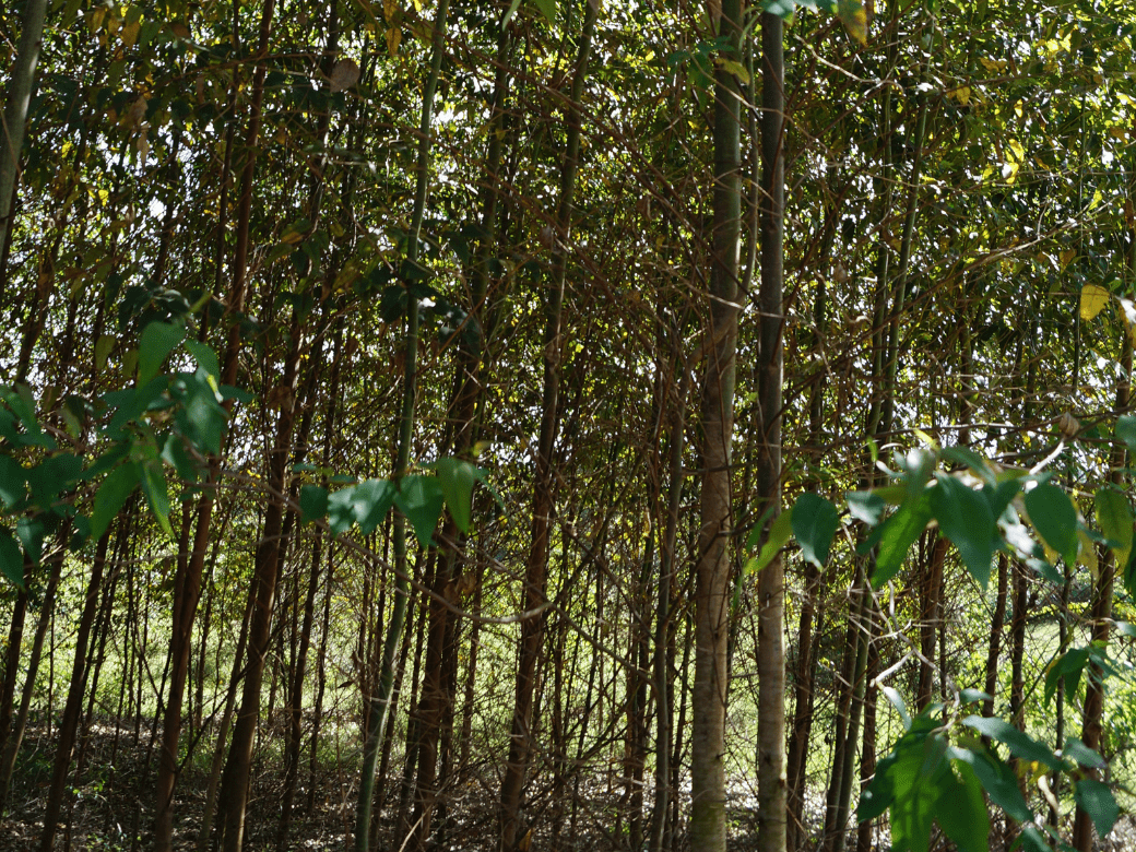 Eucalyptus project