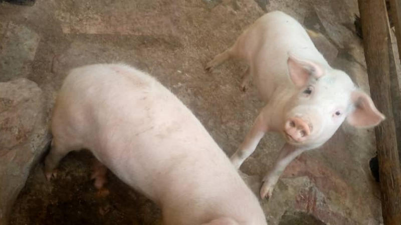 Piggery project at KAASO, 2021