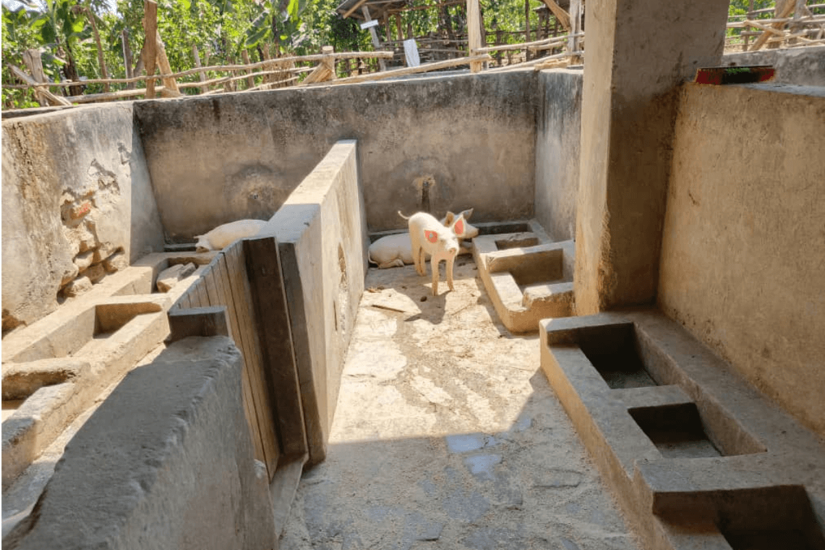 KAASO Piggery Project