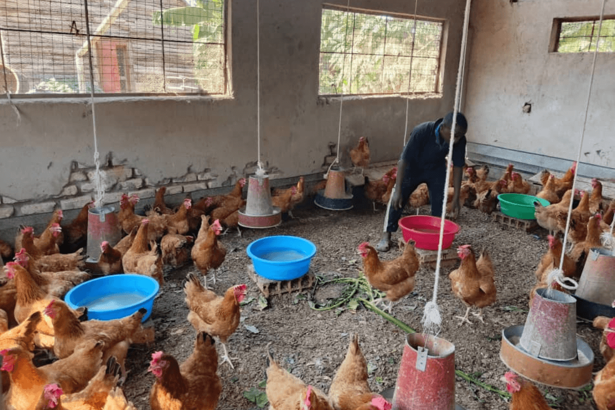 KAASO Poultry Project