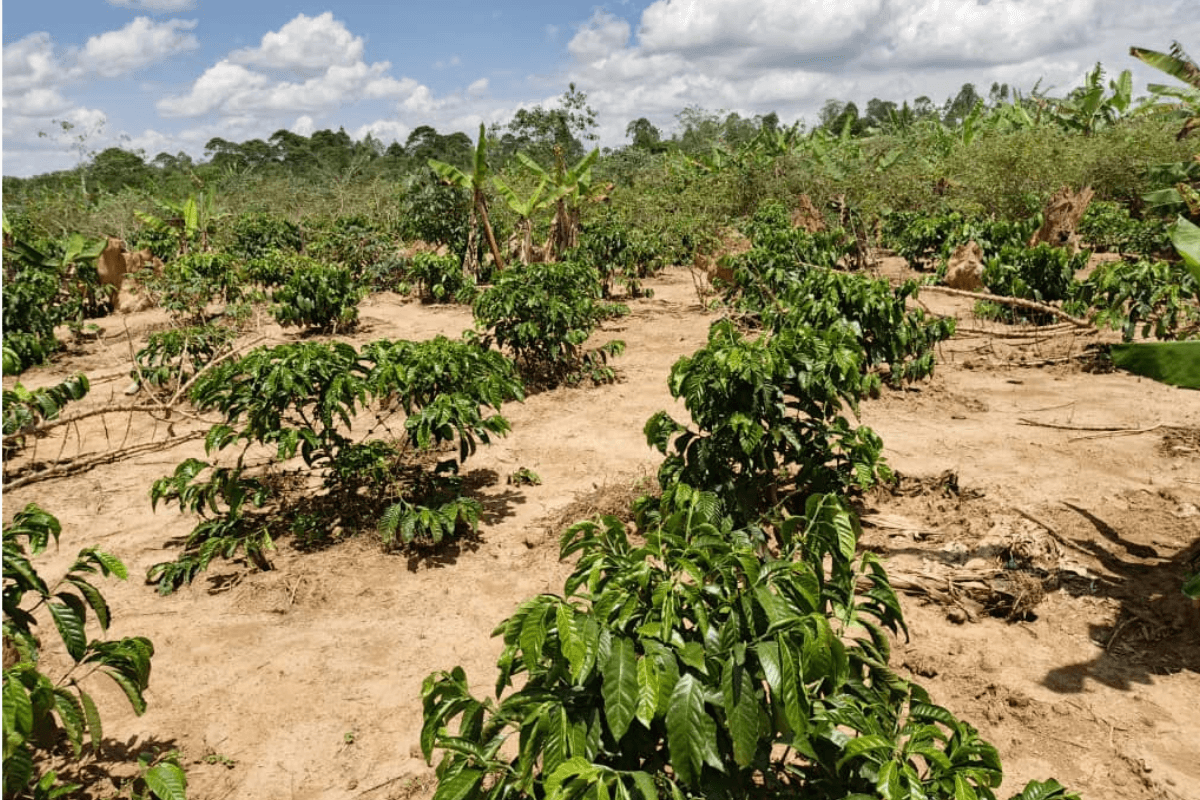 KAASO Coffee project