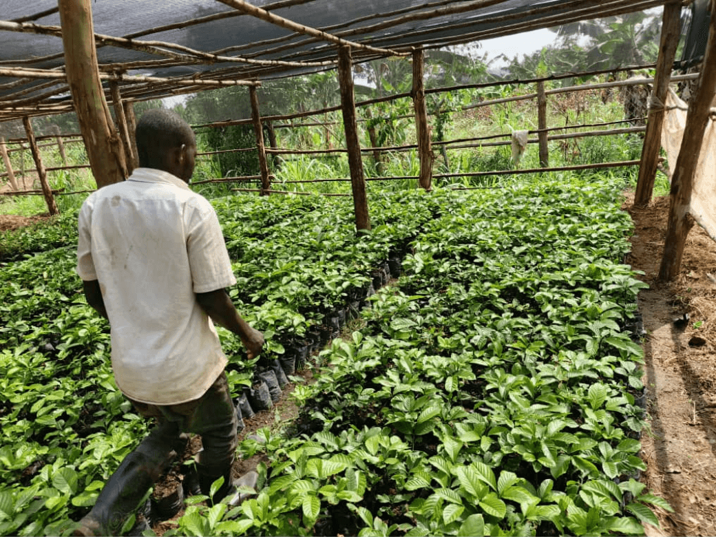 Kaaso nursery bed coffee seedlings Kaaso nursery bed coffee seedlings